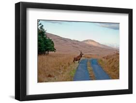 Deer Crossing Road on Jura-Jaime Pharr-Framed Premium Photographic Print