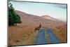 Deer Crossing Road on Jura-Jaime Pharr-Mounted Premium Photographic Print