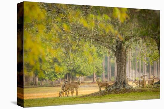 Deer Crossing-Dennis Goodman-Stretched Canvas