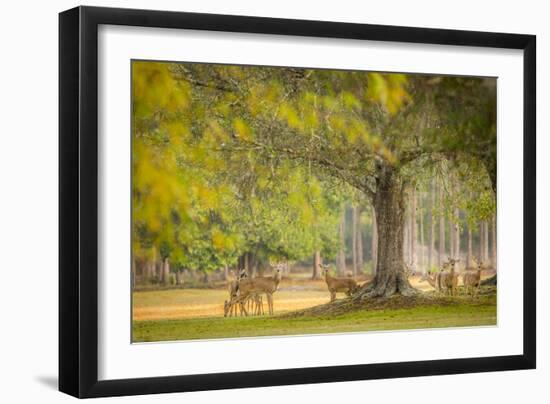 Deer Crossing-Dennis Goodman-Framed Photographic Print