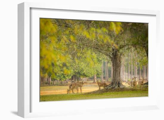 Deer Crossing-Dennis Goodman-Framed Photographic Print