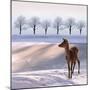 Deer Doe and Snowy Landscape-Alina G-Mounted Photographic Print