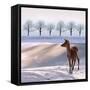 Deer Doe and Snowy Landscape-Alina G-Framed Stretched Canvas