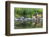 Deer Doe Creekside & Her Fawn-null-Framed Art Print