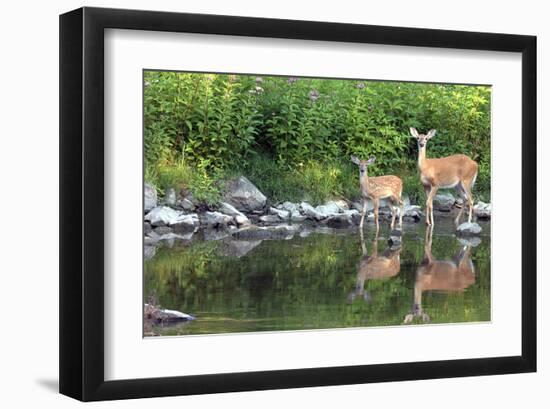 Deer Doe Creekside & Her Fawn-null-Framed Art Print