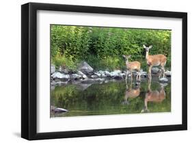 Deer Doe Creekside & Her Fawn-null-Framed Art Print