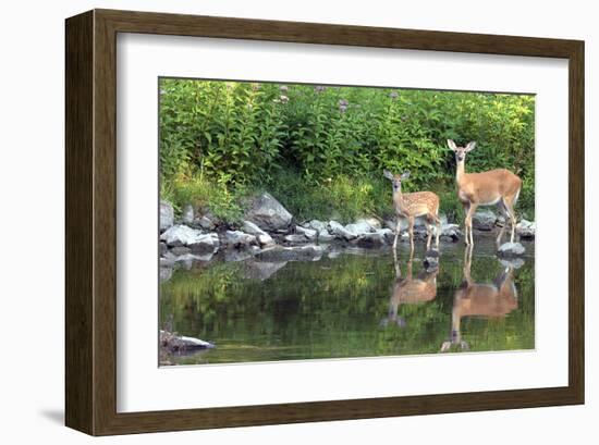 Deer Doe Creekside & Her Fawn-null-Framed Art Print