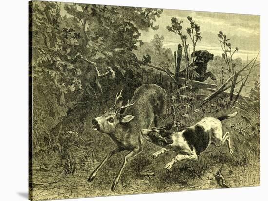 Deer Dog Hunt Austira 1891-null-Stretched Canvas