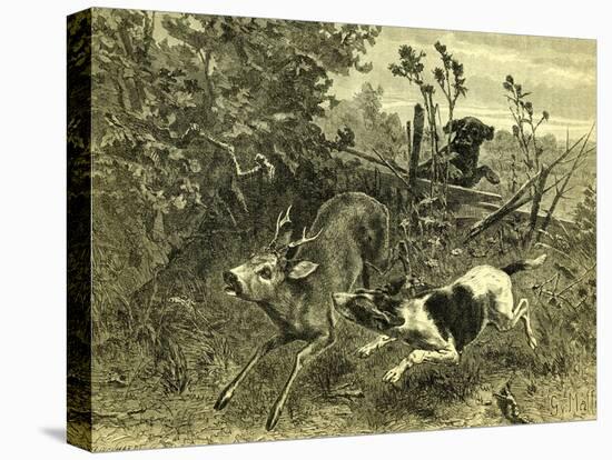 Deer Dog Hunt Austira 1891-null-Stretched Canvas