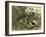 Deer Dog Hunt Austira 1891-null-Framed Giclee Print