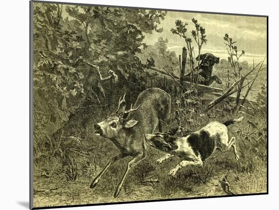 Deer Dog Hunt Austira 1891-null-Mounted Giclee Print