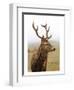 Deer During Foggy Morning-null-Framed Art Print