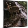 Deer Falls-Steve Hunziker-Mounted Art Print