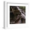 Deer Falls-Steve Hunziker-Framed Art Print