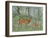 Deer Family II-Ron Jenkins-Framed Art Print