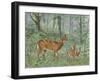 Deer Family II-Ron Jenkins-Framed Art Print