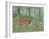 Deer Family II-Ron Jenkins-Framed Art Print