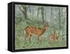 Deer Family II-Ron Jenkins-Framed Stretched Canvas