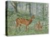 Deer Family II-Ron Jenkins-Stretched Canvas