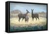Deer Family in a Field of Yellow-Stephen Mitchell-Framed Stretched Canvas