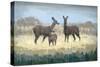 Deer Family in a Field of Yellow-Stephen Mitchell-Stretched Canvas