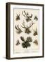 Deer Family-English School-Framed Giclee Print