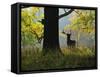 Deer, Favorite Park, Ludwigsburg, Baden-Wurttemberg, Germany, Europe-Jochen Schlenker-Framed Stretched Canvas