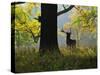 Deer, Favorite Park, Ludwigsburg, Baden-Wurttemberg, Germany, Europe-Jochen Schlenker-Stretched Canvas