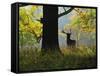 Deer, Favorite Park, Ludwigsburg, Baden-Wurttemberg, Germany, Europe-Jochen Schlenker-Framed Stretched Canvas