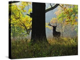 Deer, Favorite Park, Ludwigsburg, Baden-Wurttemberg, Germany, Europe-Jochen Schlenker-Stretched Canvas