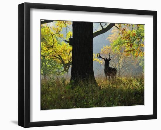 Deer, Favorite Park, Ludwigsburg, Baden-Wurttemberg, Germany, Europe-Jochen Schlenker-Framed Premium Photographic Print