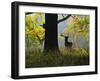 Deer, Favorite Park, Ludwigsburg, Baden-Wurttemberg, Germany, Europe-Jochen Schlenker-Framed Premium Photographic Print