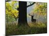 Deer, Favorite Park, Ludwigsburg, Baden-Wurttemberg, Germany, Europe-Jochen Schlenker-Mounted Premium Photographic Print