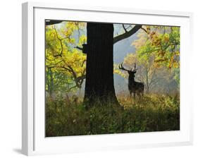 Deer, Favorite Park, Ludwigsburg, Baden-Wurttemberg, Germany, Europe-Jochen Schlenker-Framed Photographic Print