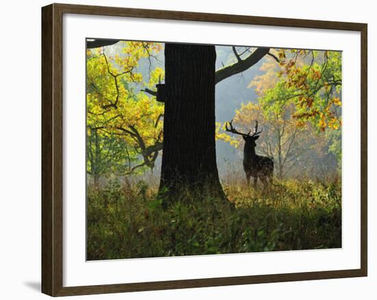 Deer, Favorite Park, Ludwigsburg, Baden-Wurttemberg, Germany, Europe-Jochen Schlenker-Framed Photographic Print