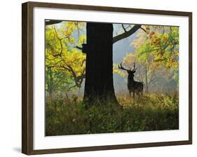 Deer, Favorite Park, Ludwigsburg, Baden-Wurttemberg, Germany, Europe-Jochen Schlenker-Framed Photographic Print