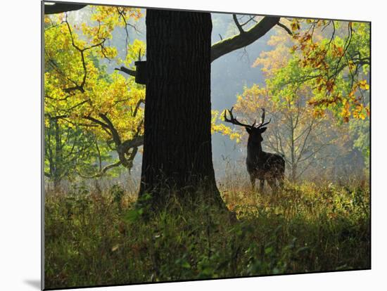 Deer, Favorite Park, Ludwigsburg, Baden-Wurttemberg, Germany, Europe-Jochen Schlenker-Mounted Photographic Print