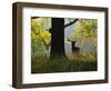 Deer, Favorite Park, Ludwigsburg, Baden-Wurttemberg, Germany, Europe-Jochen Schlenker-Framed Photographic Print