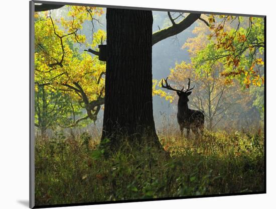 Deer, Favorite Park, Ludwigsburg, Baden-Wurttemberg, Germany, Europe-Jochen Schlenker-Mounted Photographic Print