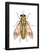 Deer Fly (Chrysops Callidas), Insects-Encyclopaedia Britannica-Framed Poster