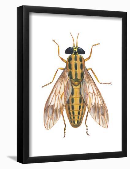 Deer Fly (Chrysops Callidas), Insects-Encyclopaedia Britannica-Framed Poster
