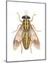 Deer Fly (Chrysops Callidas), Insects-Encyclopaedia Britannica-Mounted Poster