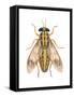 Deer Fly (Chrysops Callidas), Insects-Encyclopaedia Britannica-Framed Stretched Canvas