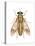 Deer Fly (Chrysops Callidas), Insects-Encyclopaedia Britannica-Stretched Canvas