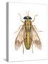 Deer Fly (Chrysops Callidas), Insects-Encyclopaedia Britannica-Stretched Canvas