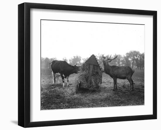 Deer Gatecrashing Lunch-null-Framed Photographic Print