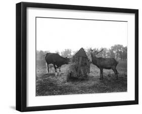 Deer Gatecrashing Lunch-null-Framed Photographic Print