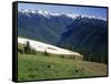 Deer Grazing Along Hurricane Ridge-James Randklev-Framed Stretched Canvas