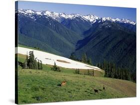 Deer Grazing Along Hurricane Ridge-James Randklev-Stretched Canvas