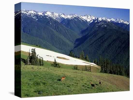 Deer Grazing Along Hurricane Ridge-James Randklev-Stretched Canvas